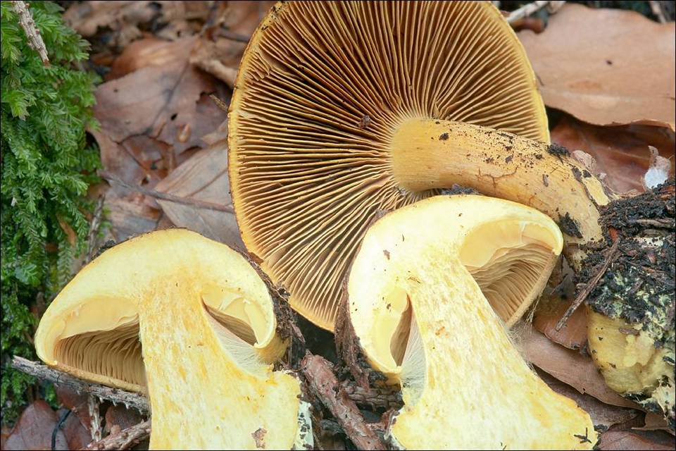 Cortinarius meinhardii image