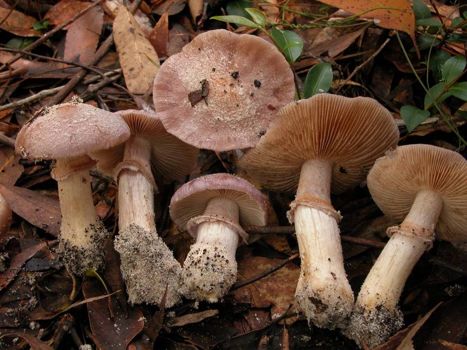 Rozites roseolilacinus image