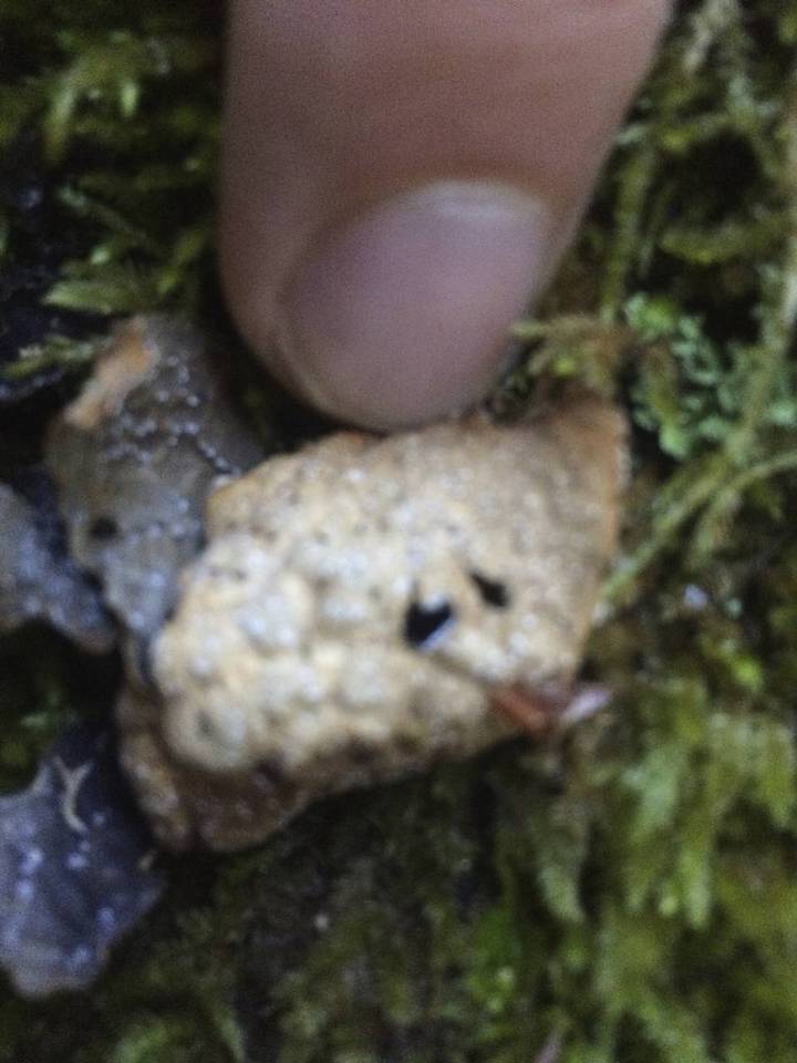 Pseudocyphellaria anomala image