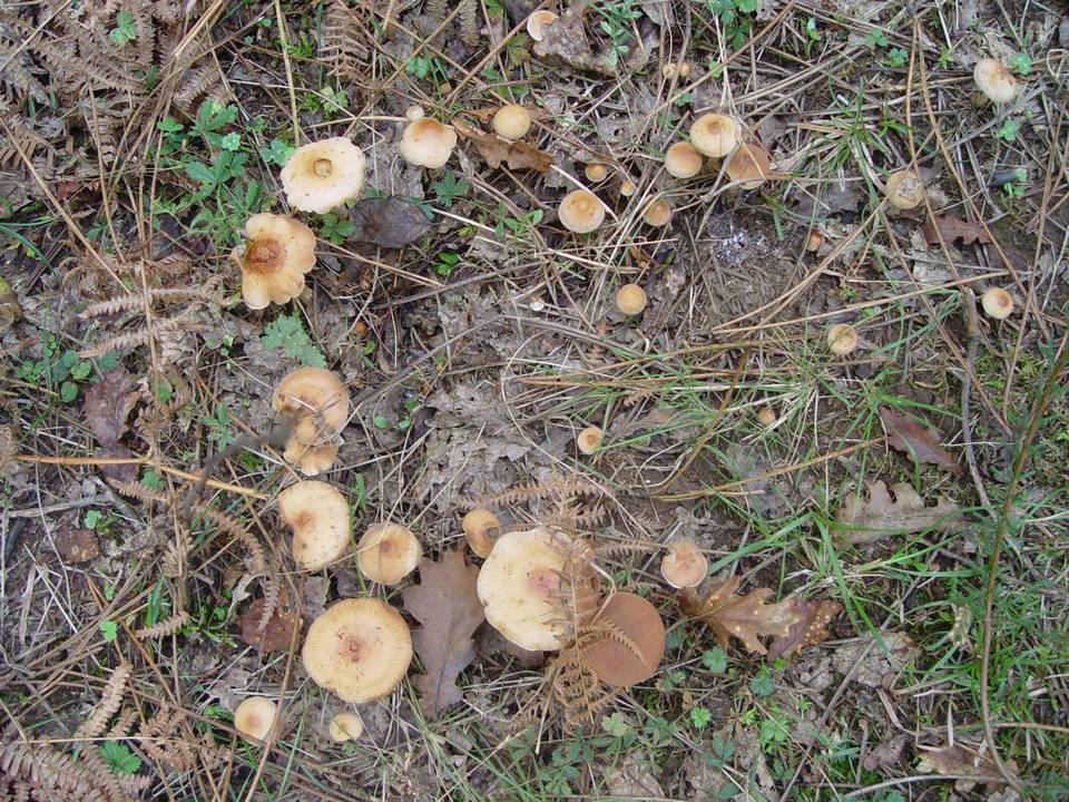 Hebeloma laterinum image
