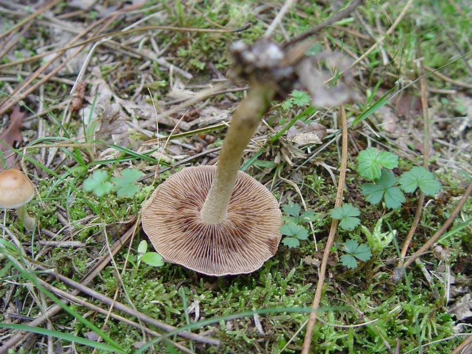Hebeloma laterinum image