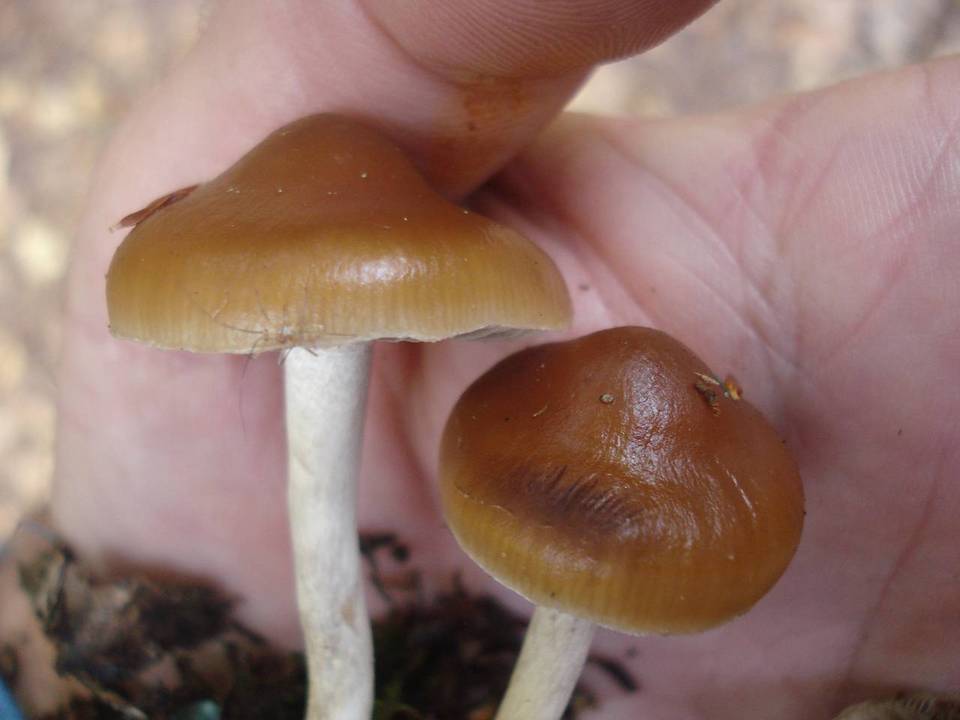 Hypholoma ericaeum image