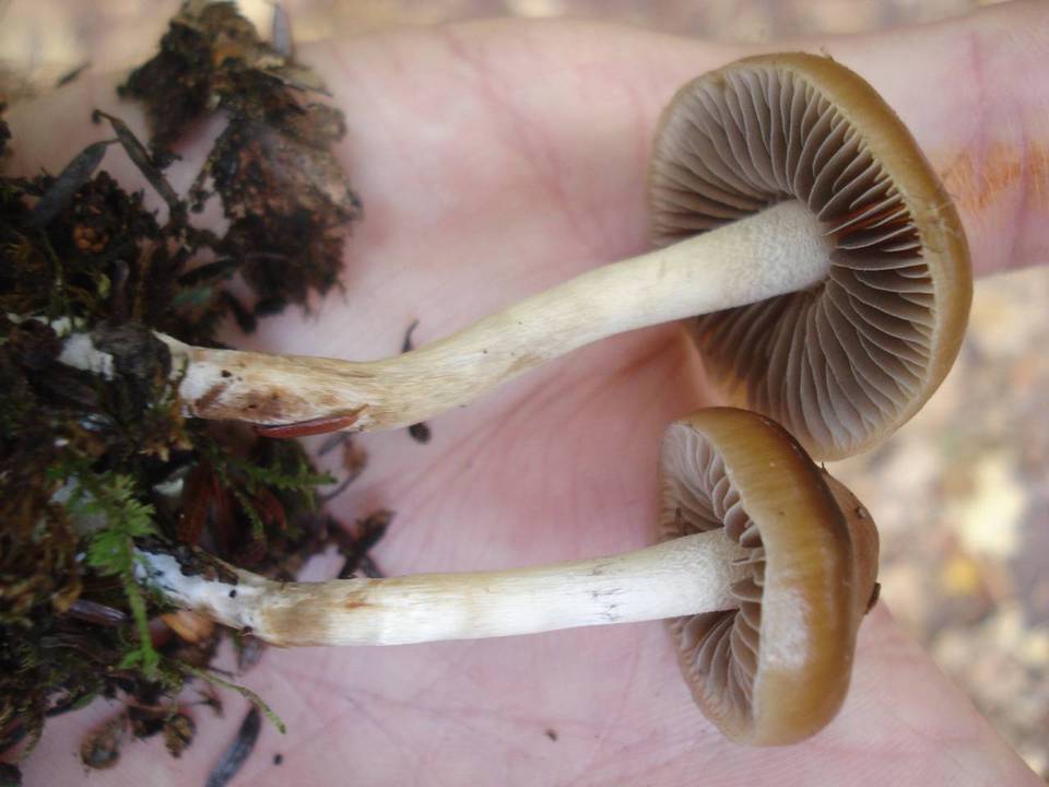 Hypholoma ericaeum image