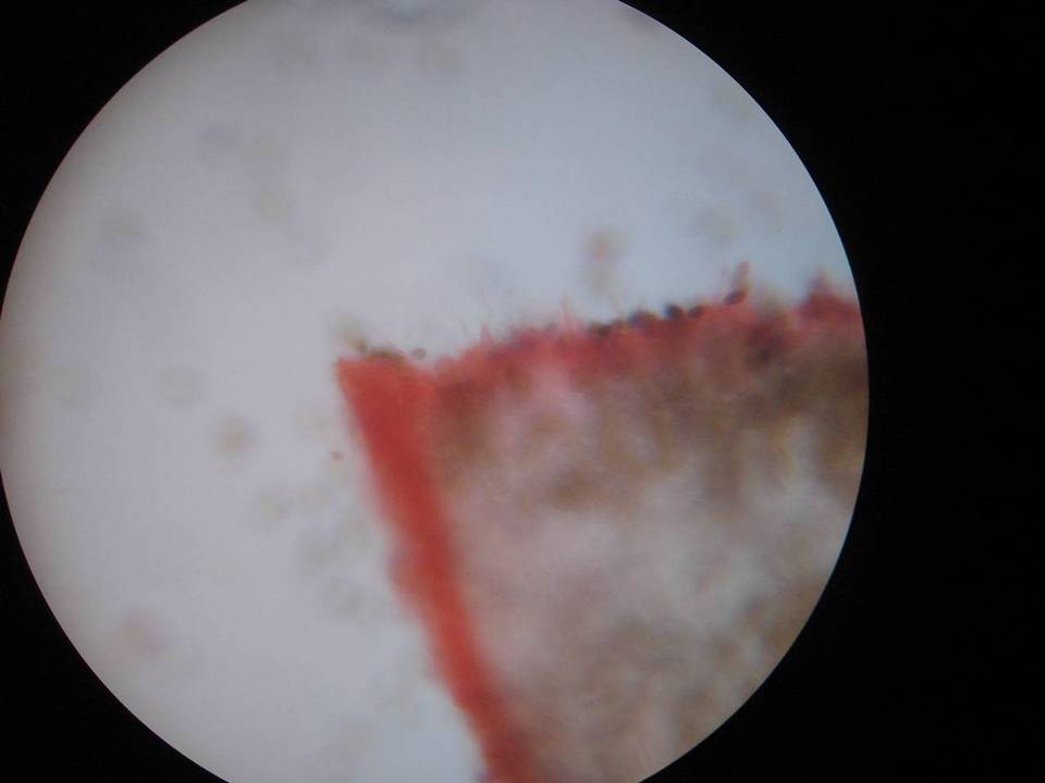 Hypholoma ericaeum image