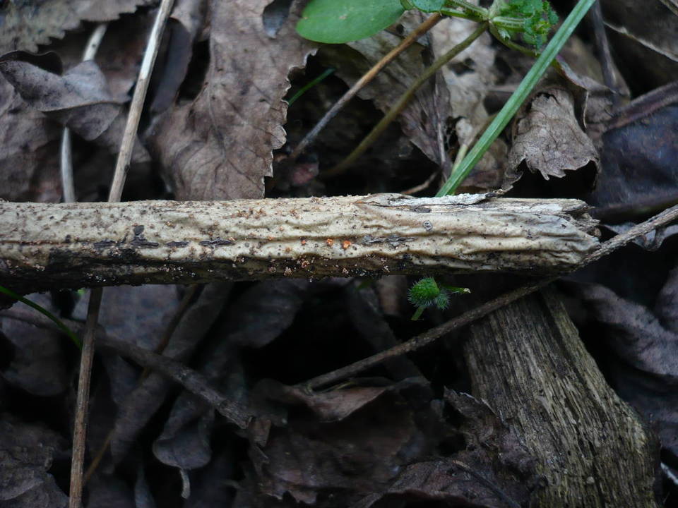 Nectria decora image