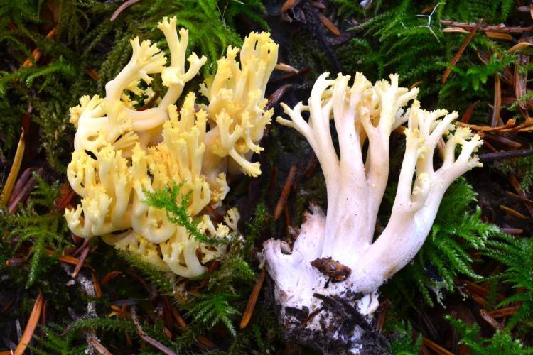 Ramaria cystidiophora var. citronella image