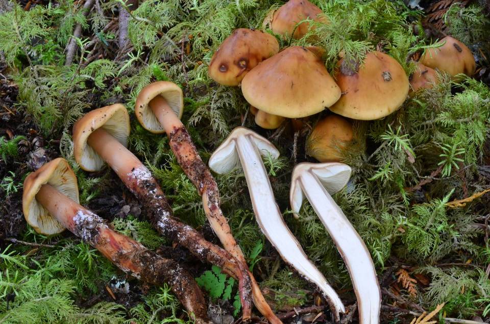 Phaeocollybia ammiratii image