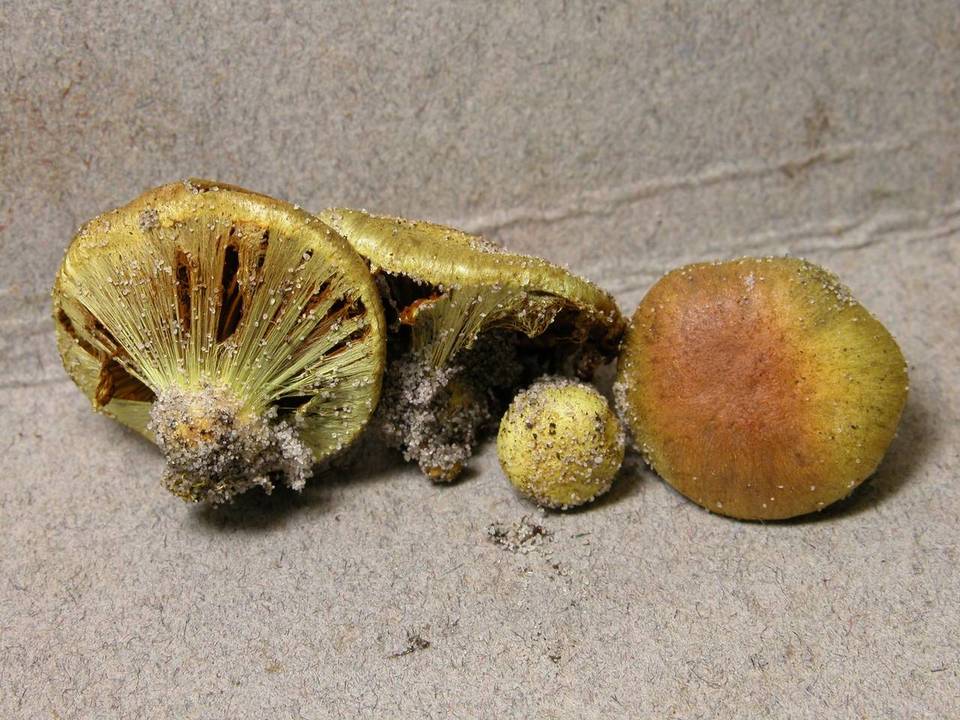 Cortinarius globuliformis image