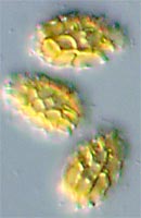 Heimioporus mandarinus image