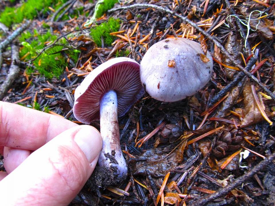 Cortinarius mutabilis image