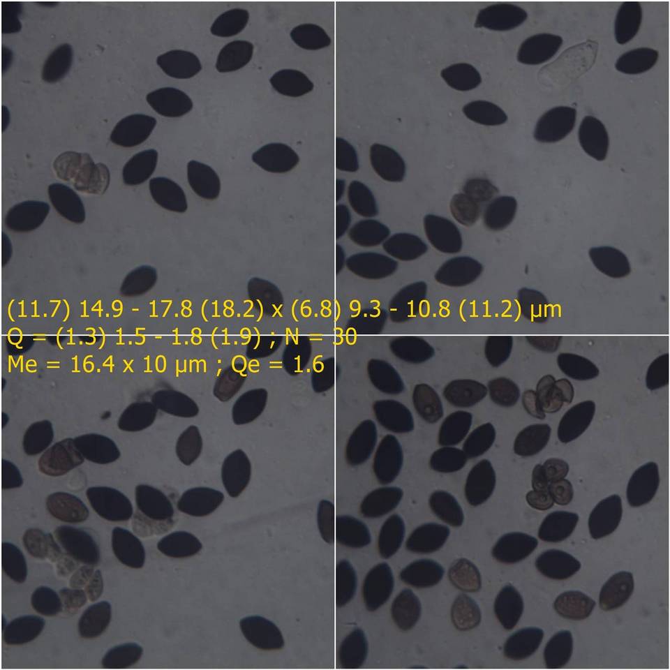 Panaeolus papilionaceus var. capitatocystis image