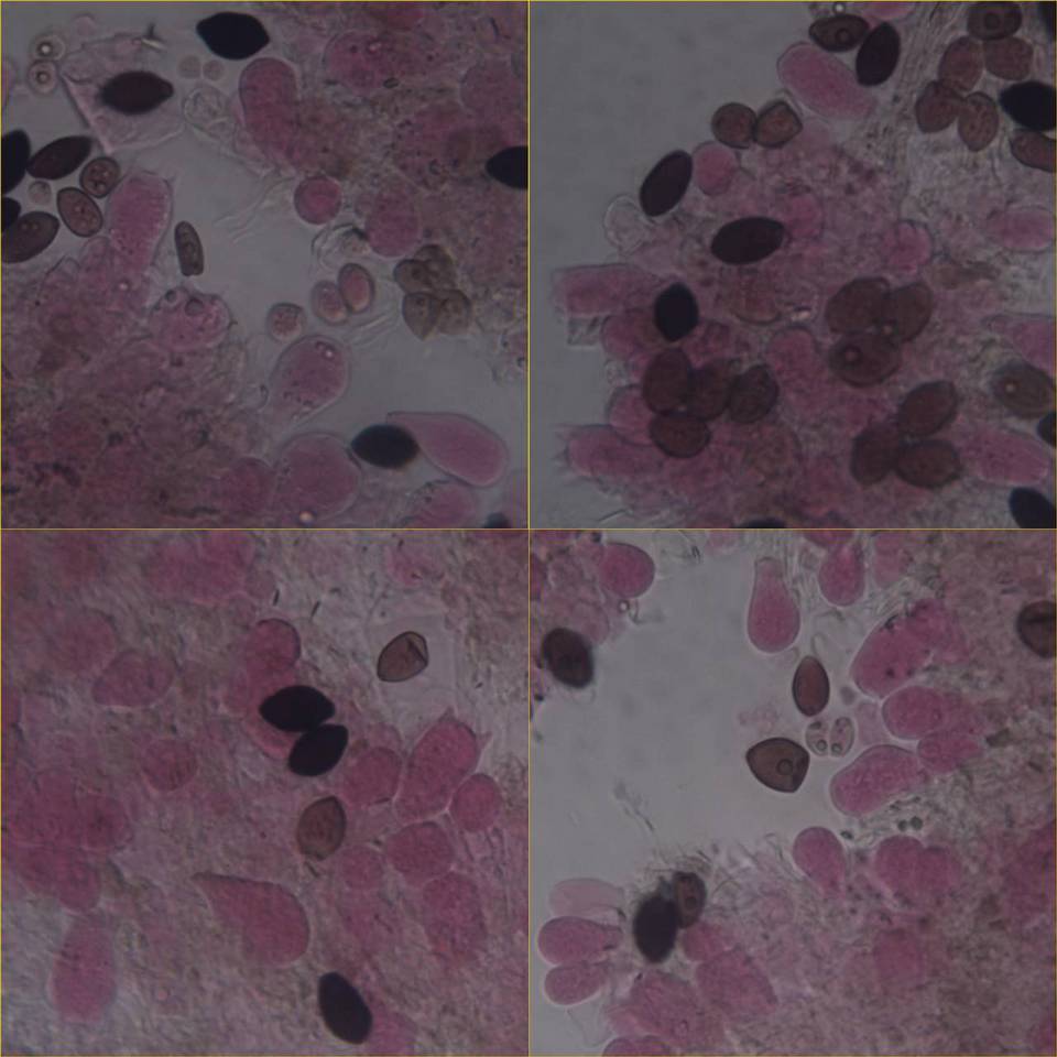 Panaeolus papilionaceus var. capitatocystis image