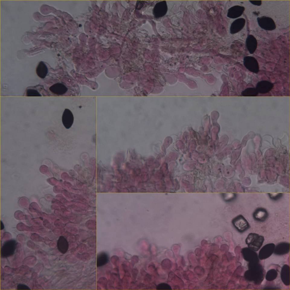 Panaeolus papilionaceus var. capitatocystis image
