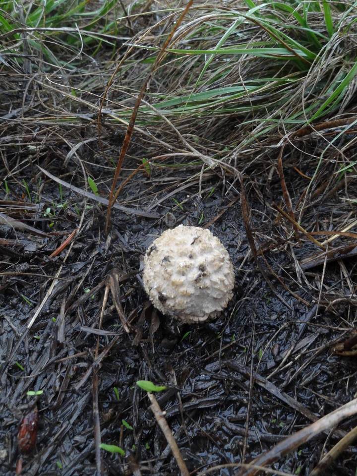 Amanita pruittii image