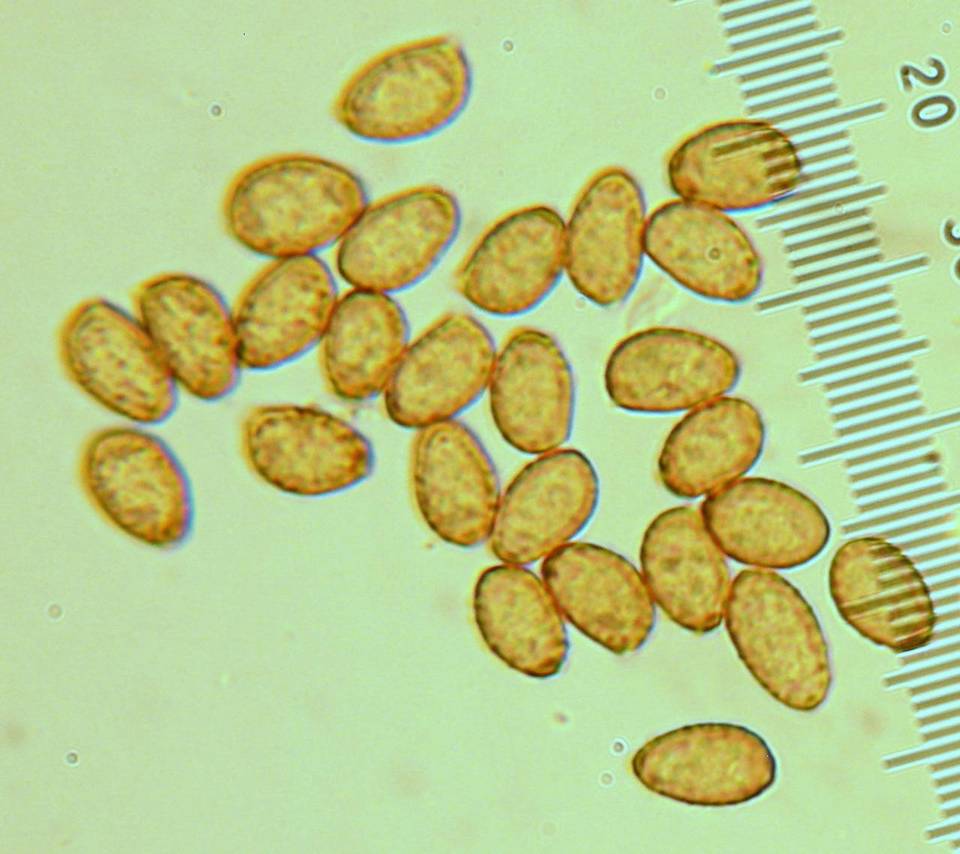 Cortinarius niveoglobosus image