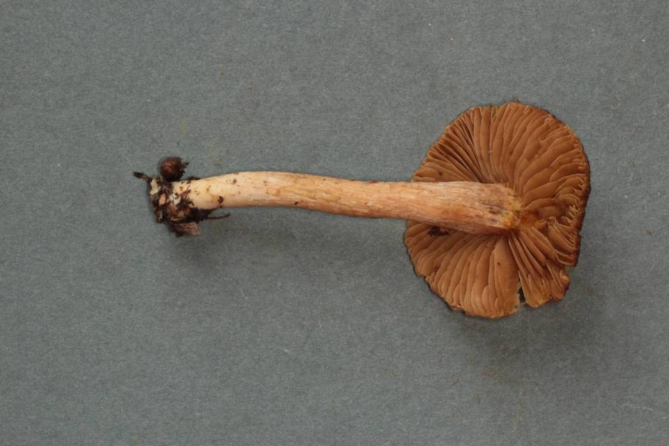 Inocybe obscurobadia image