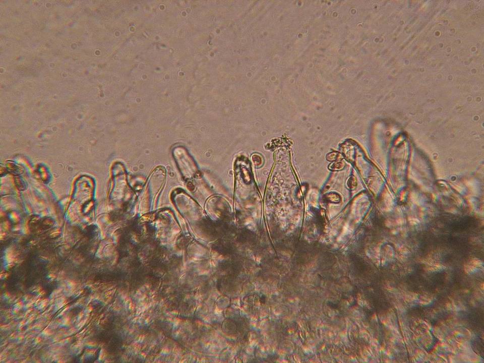 Inocybe obscurobadia image