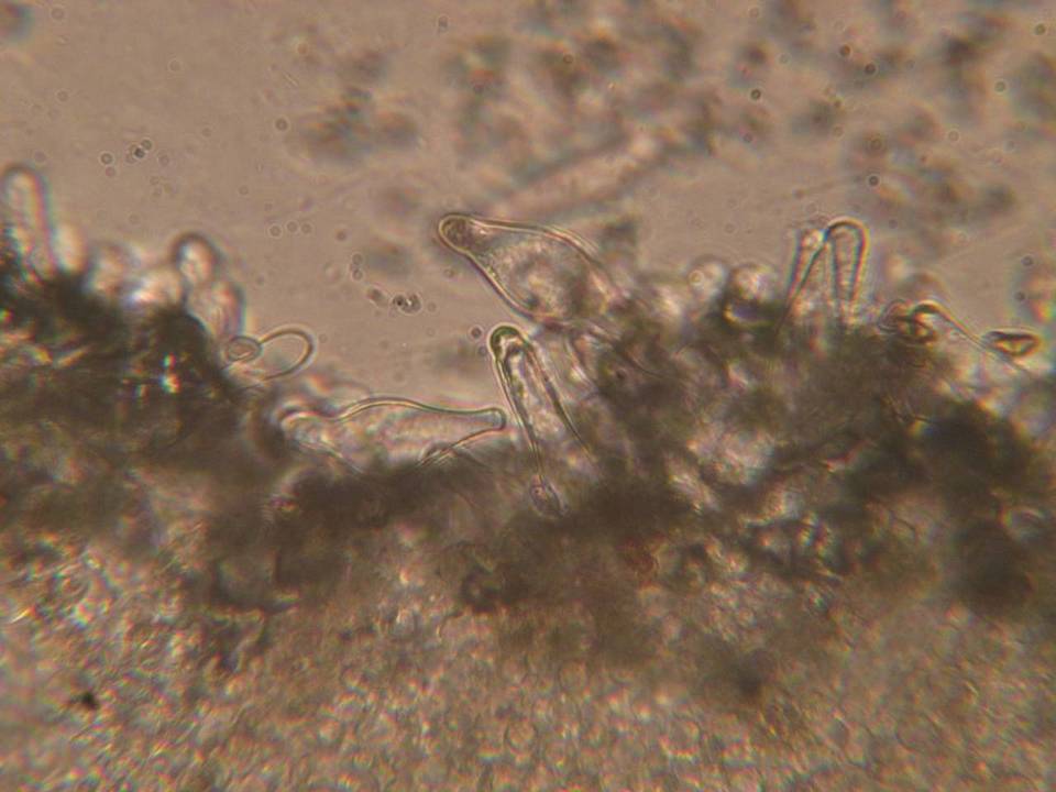 Inocybe obscurobadia image