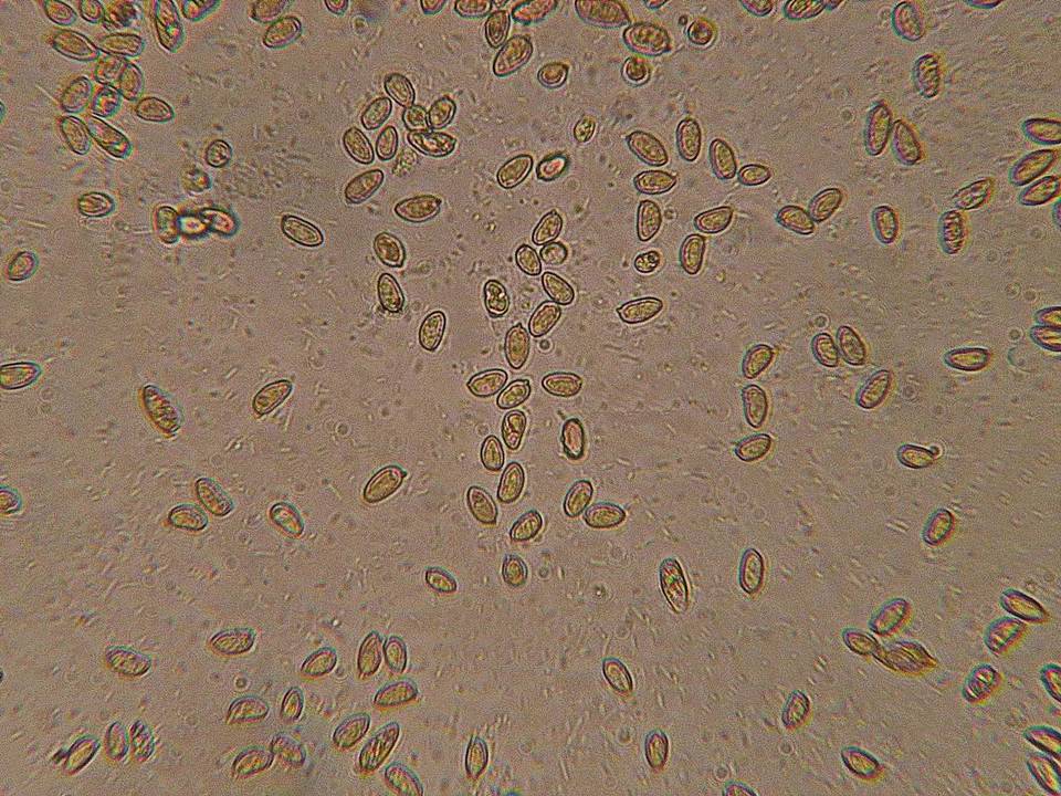 Inocybe obscurobadia image