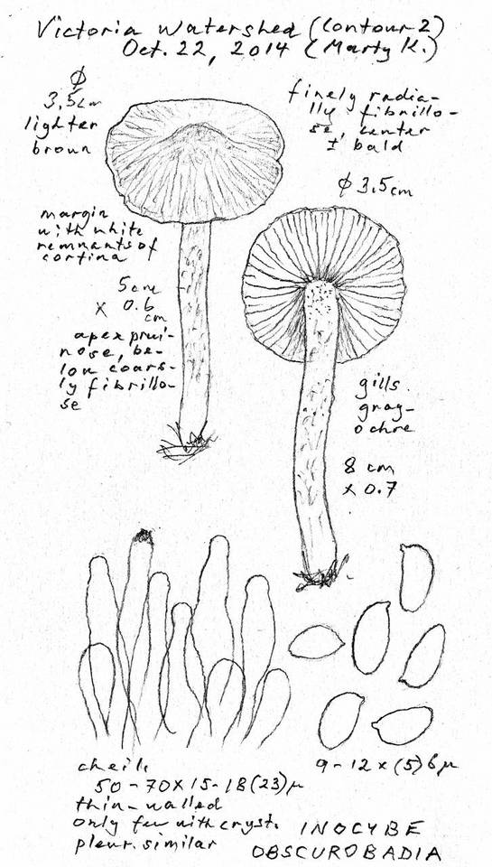 Inocybe obscurobadia image