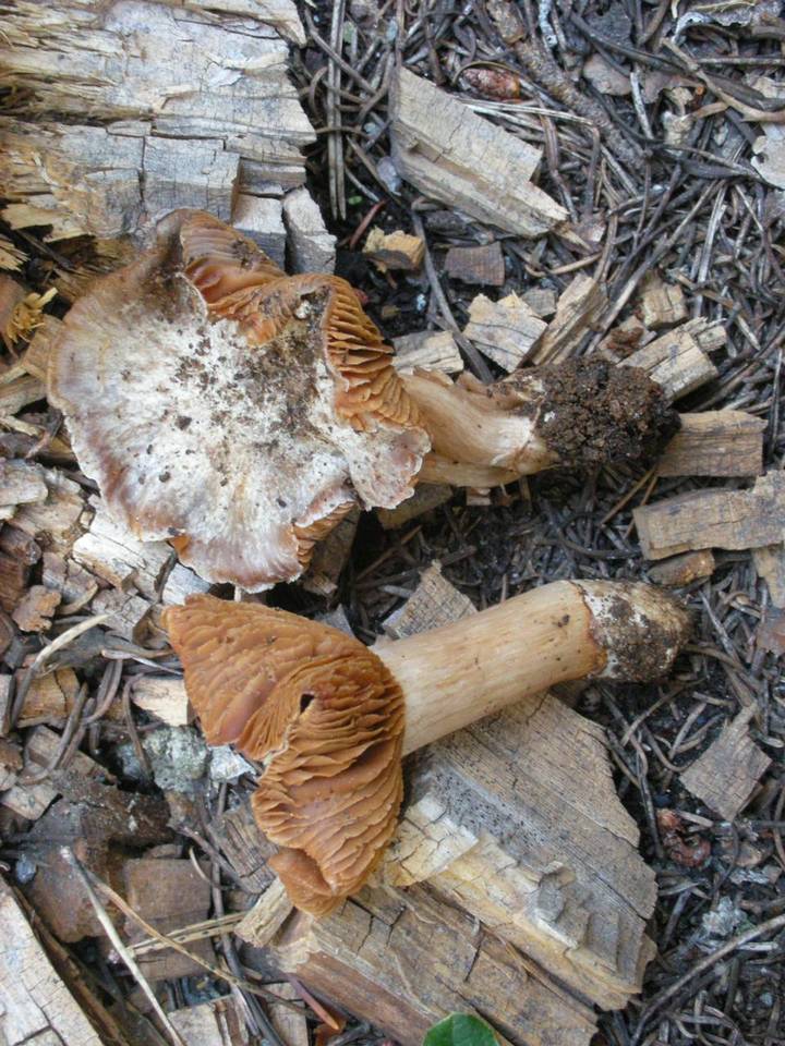 Cortinarius flavobasilis image