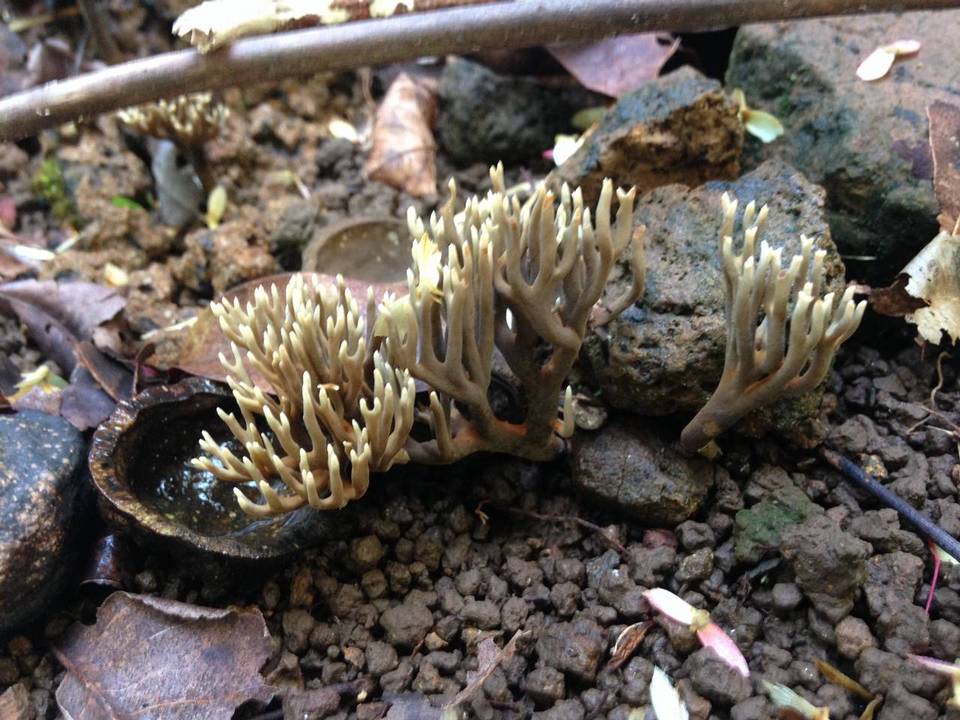 Ramaria zippelii image