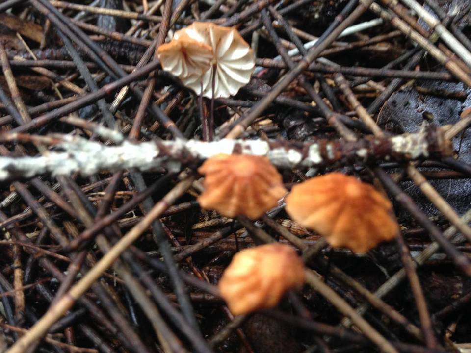 Marasmius radiatus image