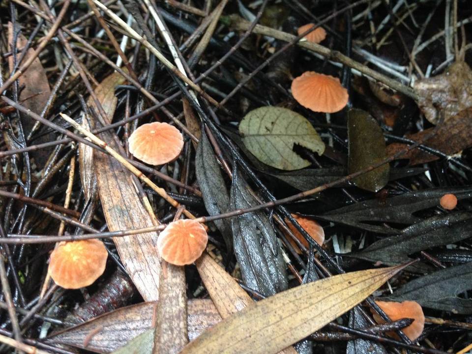 Marasmius radiatus image