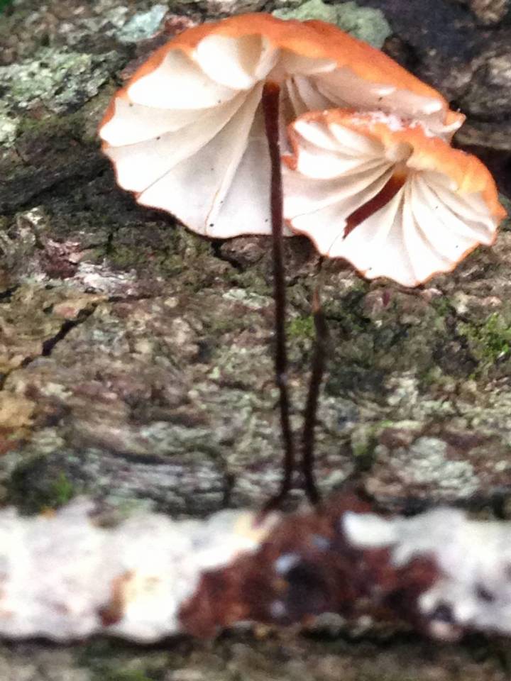 Marasmius radiatus image