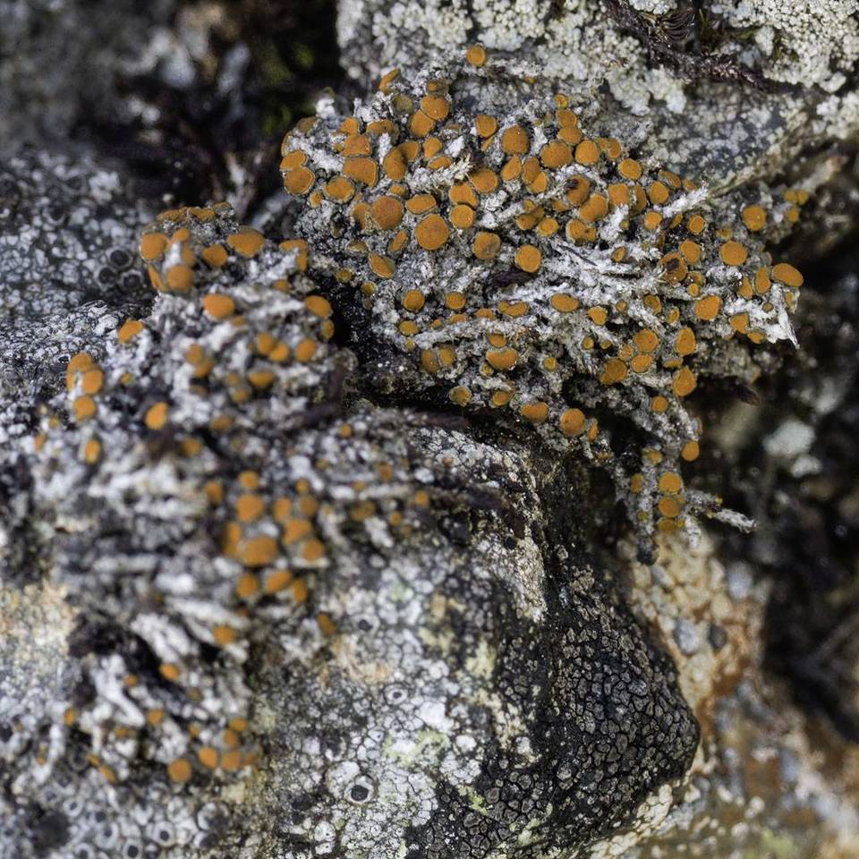 Caloplaca nivalis image
