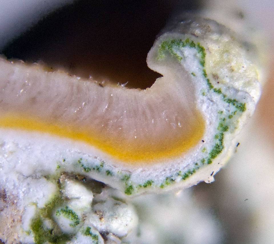 Caloplaca nivalis image