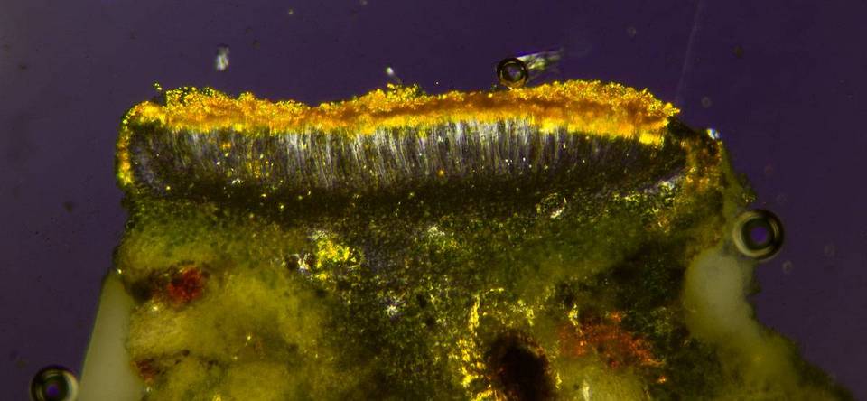 Caloplaca nivalis image