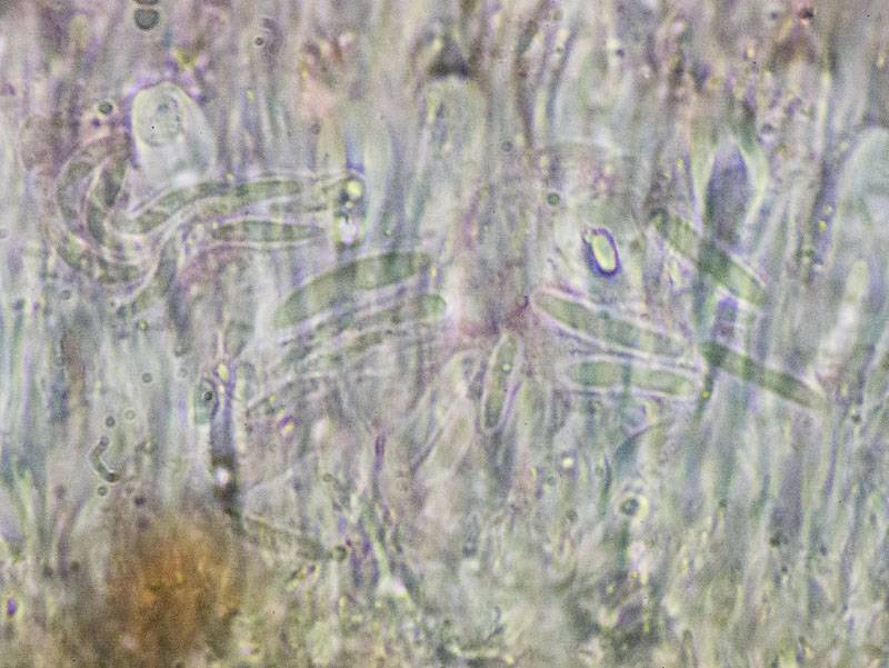 Caloplaca nivalis image