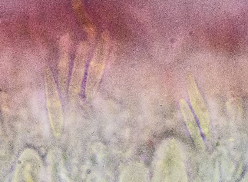 Caloplaca nivalis image
