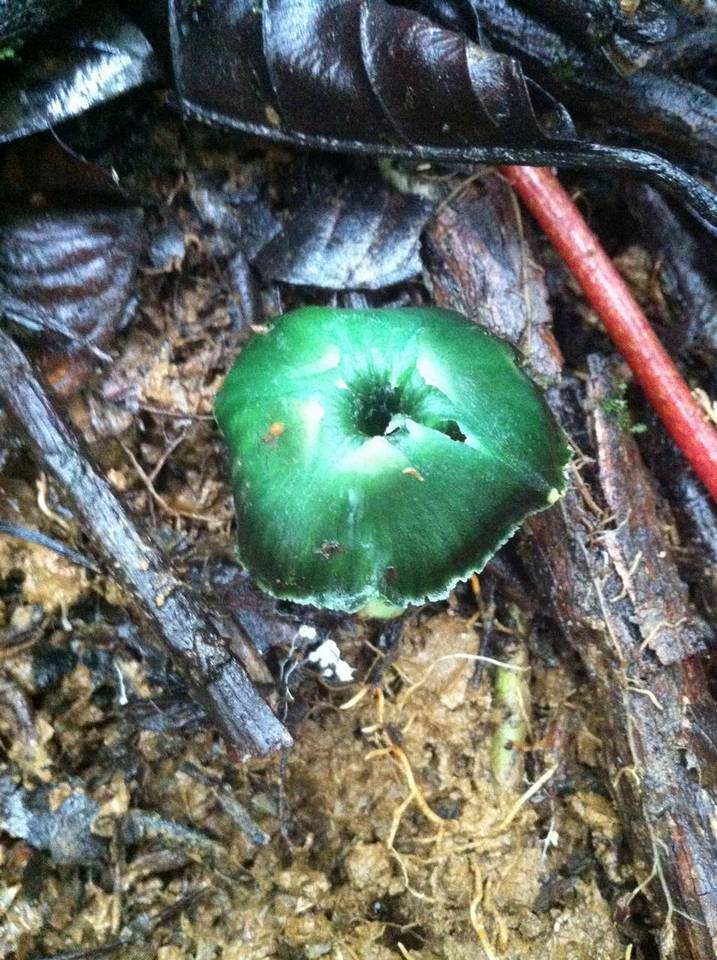 Hygrocybe viridiphylla image