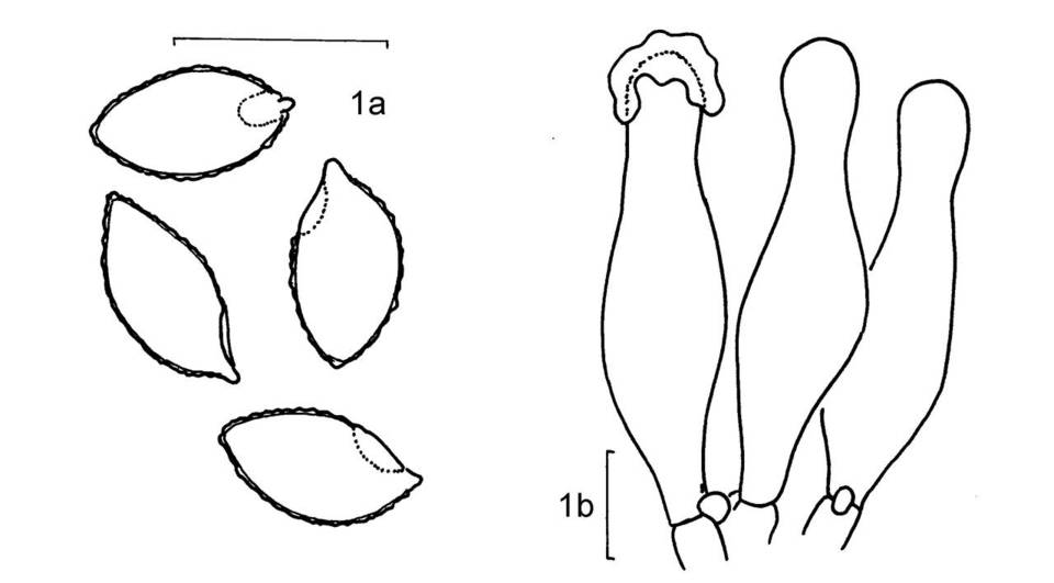 Galerina steglichii image
