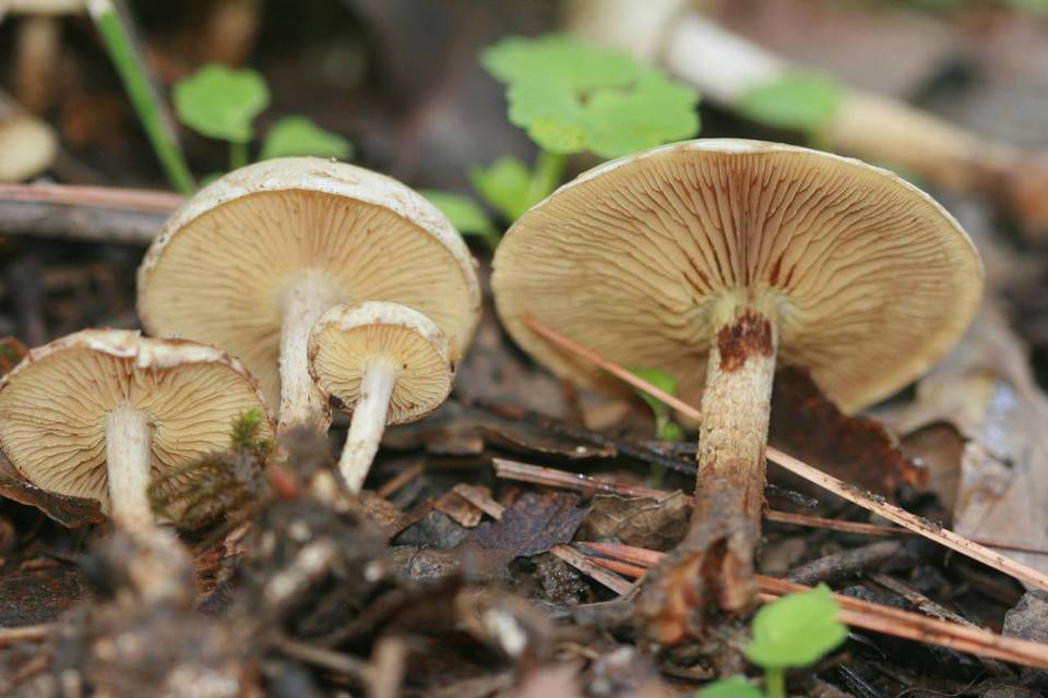 Pholiota decorata image