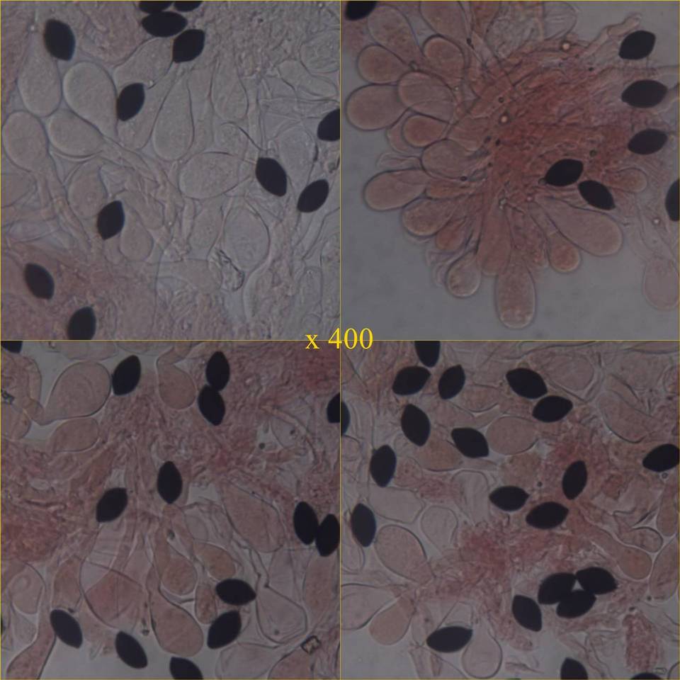 Panaeolus papilionaceus var. capitatocystis image