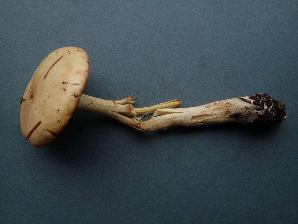 Cortinarius percomis image