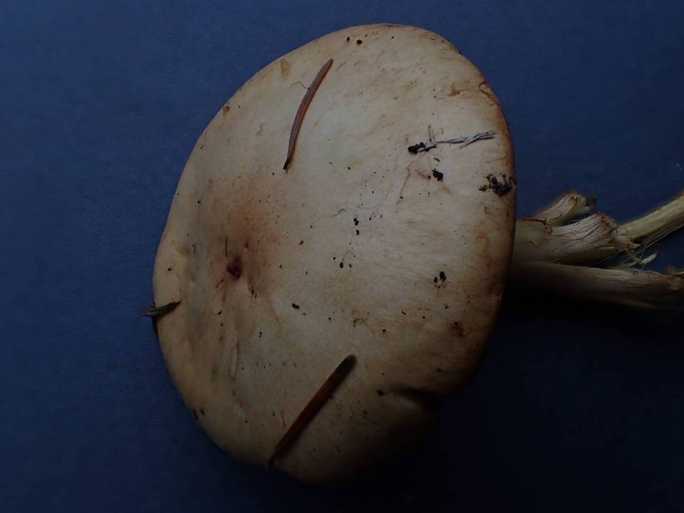 Cortinarius percomis image