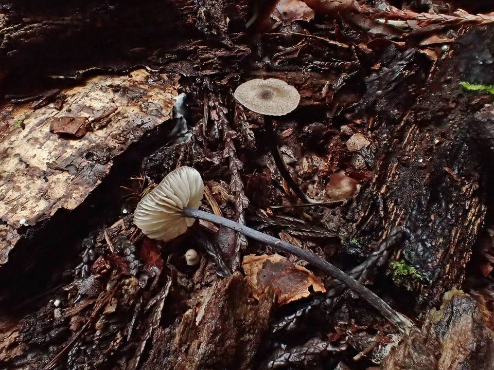 Leptonia diversa image
