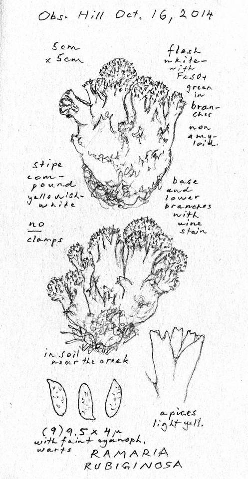 Ramaria rubiginosa image