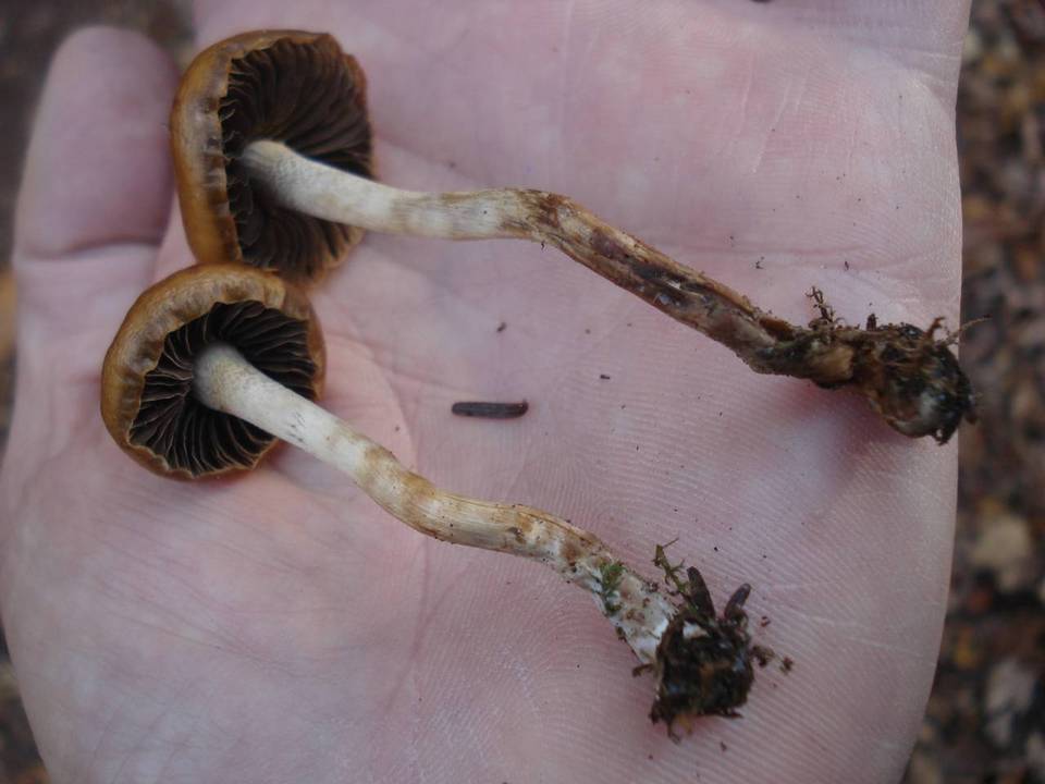 Hypholoma ericaeum image