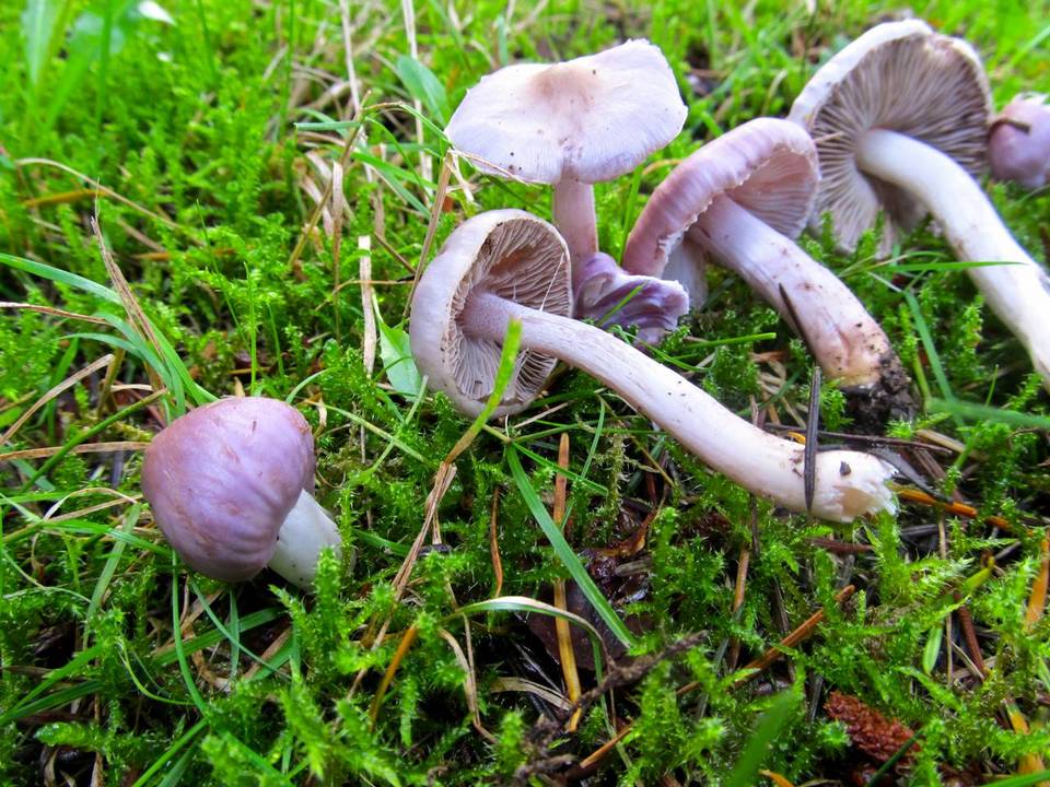 Inocybe pallidicremea image
