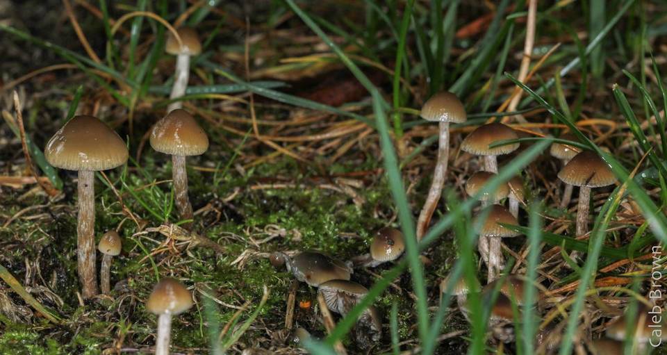 Psilocybe cyanofibrillosa image