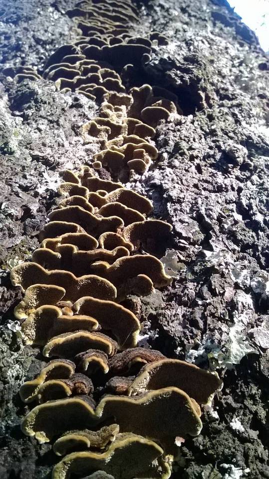 Porodaedalea cancriformans image