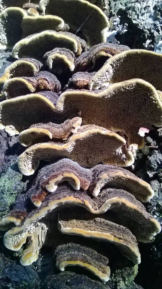Porodaedalea cancriformans image