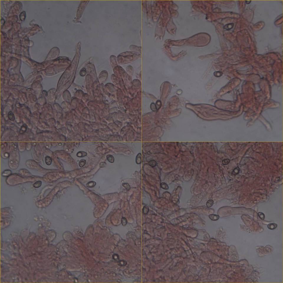 Inocybe haemacta image