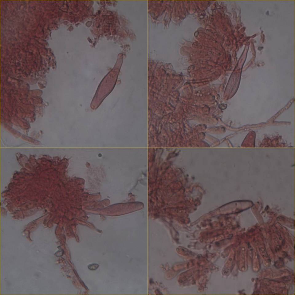 Inocybe haemacta image