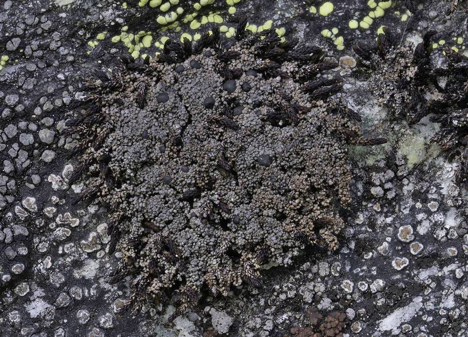 Lecidella wulfenii image